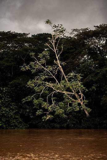 Árbol junto a un río en un bosque tropical